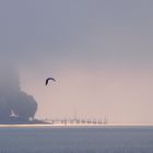 Bodensee im Morgennebel