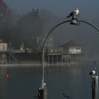 Bodensee im Nebel 4