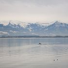 Bodensee Impression 1