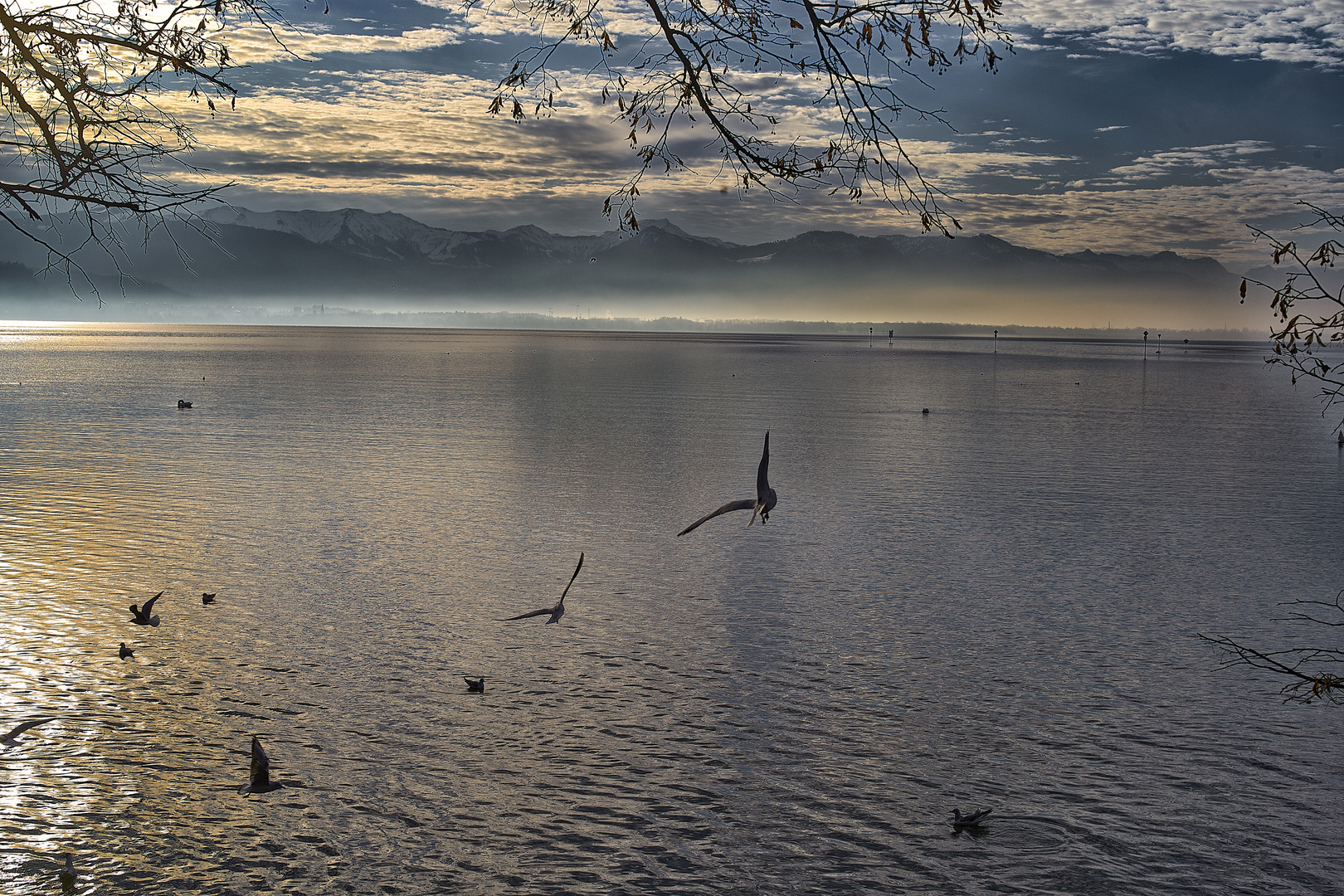 Bodensee in der Morgensonne