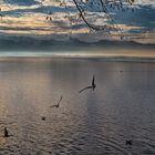 Bodensee in der Morgensonne