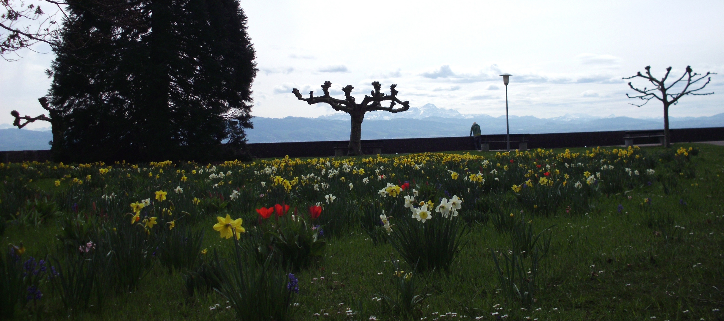 Bodensee - Langenargen - Blumenwiese im März