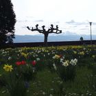 Bodensee - Langenargen - Blumenwiese im März