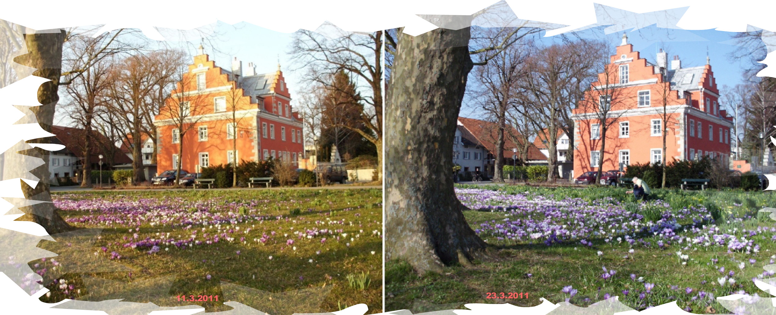 Bodensee - Langenargen - Kroküsse