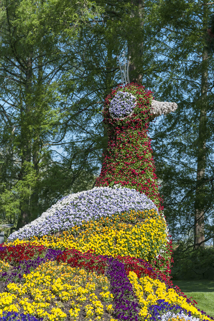 Bodensee - Mainau Bulmeninsel