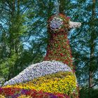 Bodensee - Mainau Bulmeninsel