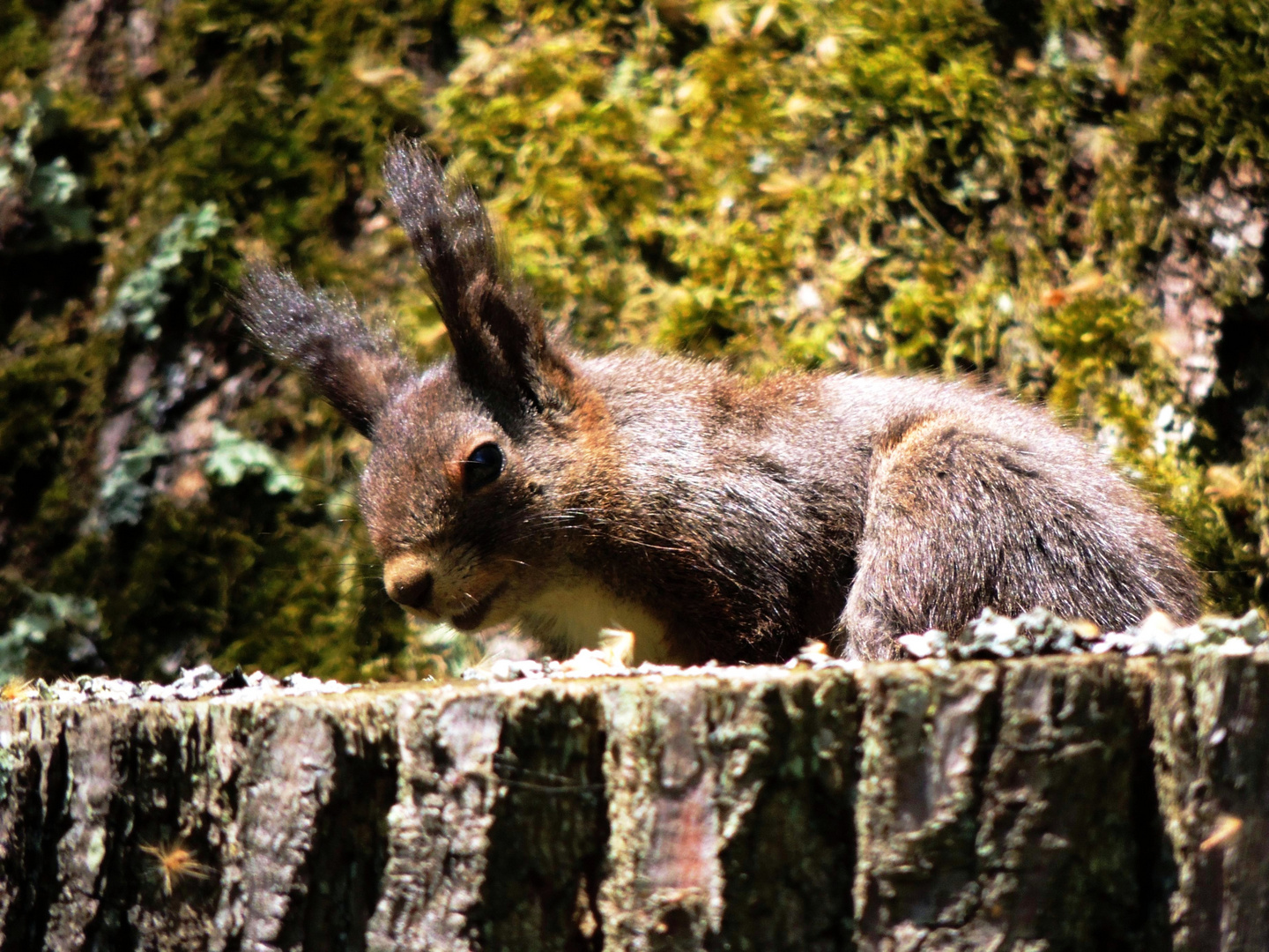 Bodensee - Mainauimpression VI - Eichhörnchen