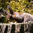 Bodensee - Mainauimpression VI - Eichhörnchen