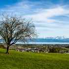 Bodensee mit Sicht auf die Alpen