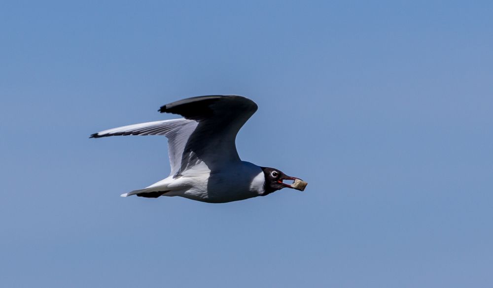 Bodensee Möwe