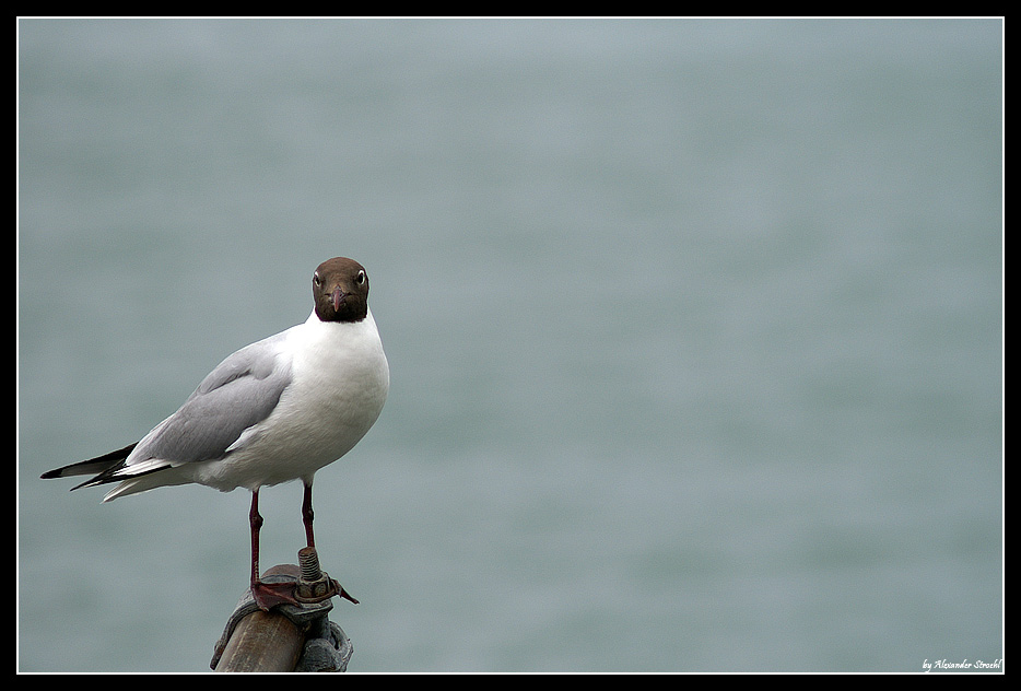 Bodensee-Möwe