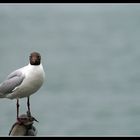 Bodensee-Möwe