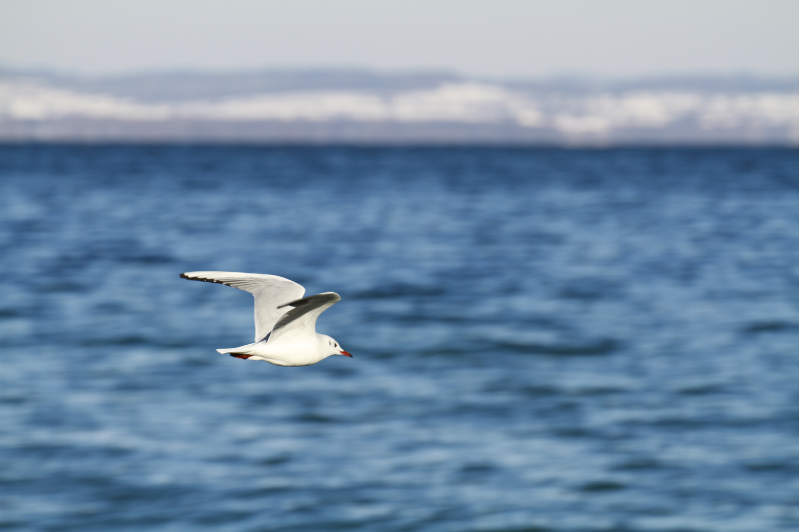 Bodensee Möwe