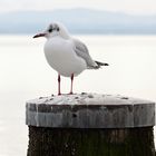 Bodensee-Möwe, Seagull