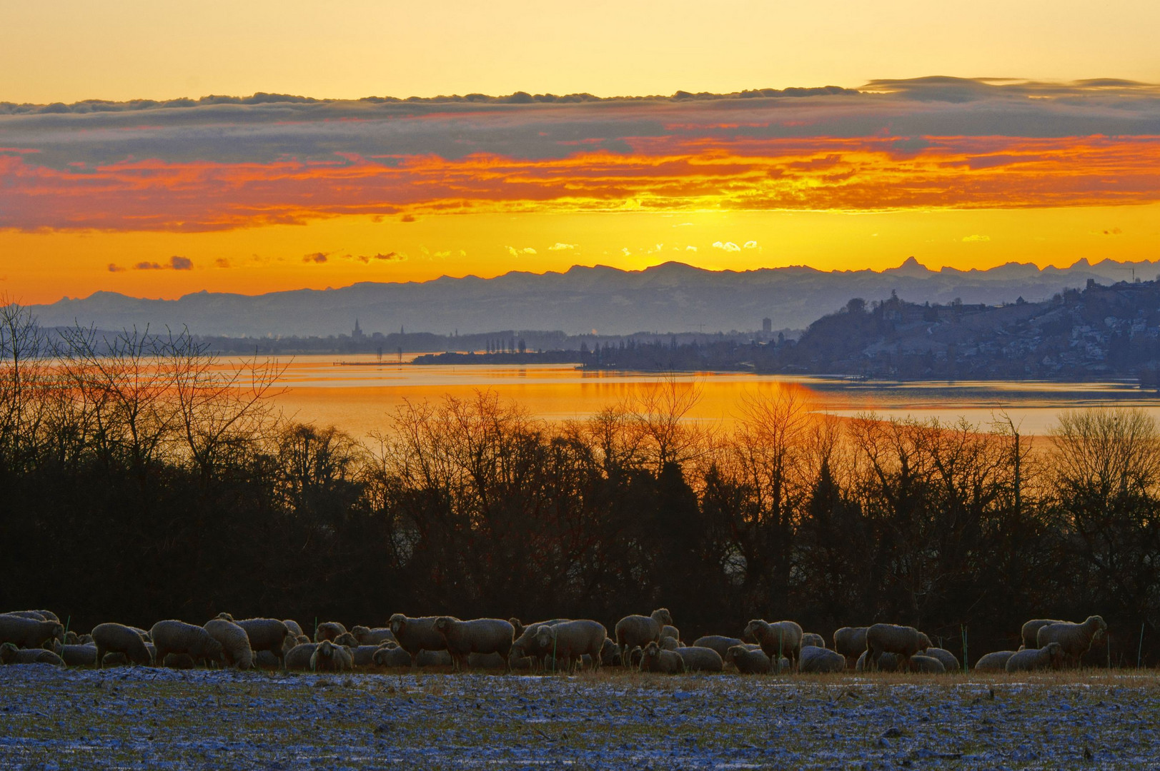 Bodensee Morgens Winter Schafe