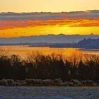 Bodensee Morgens Winter Schafe