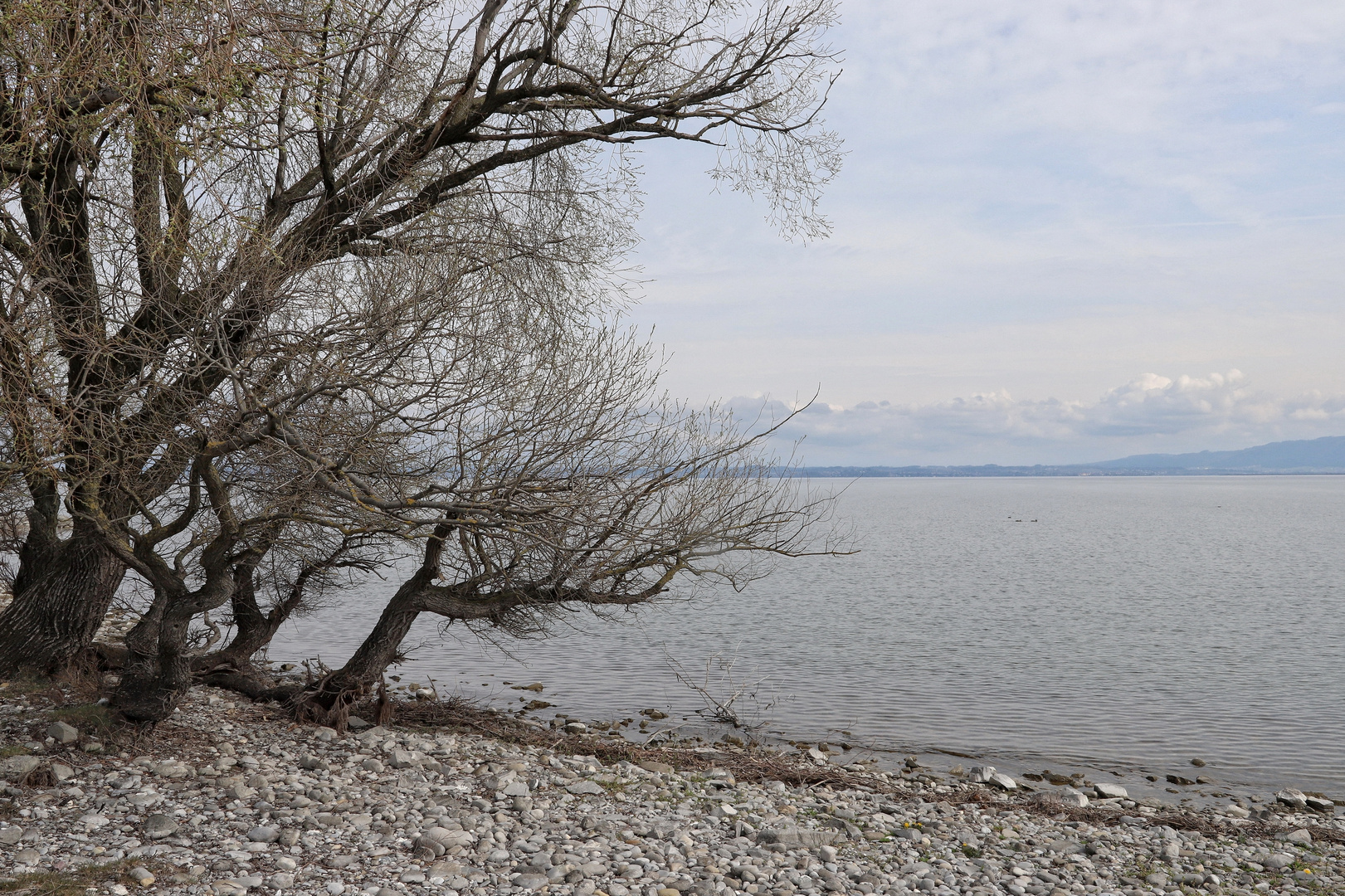 Bodensee, Naturschutzgebiet bei Fussach.