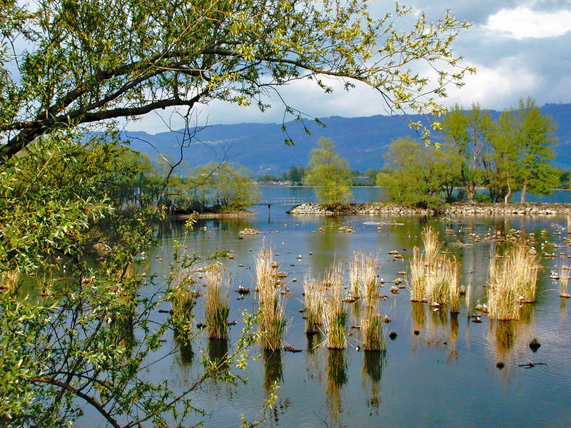 Bodensee Naturschutzgebiet