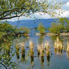 Bodensee Naturschutzgebiet