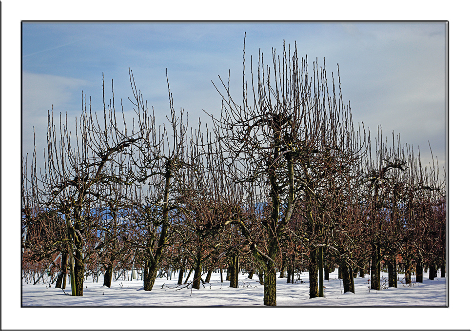 Bodensee Obstbäume im Winter Foto & Bild pflanzen, pilze & flechten