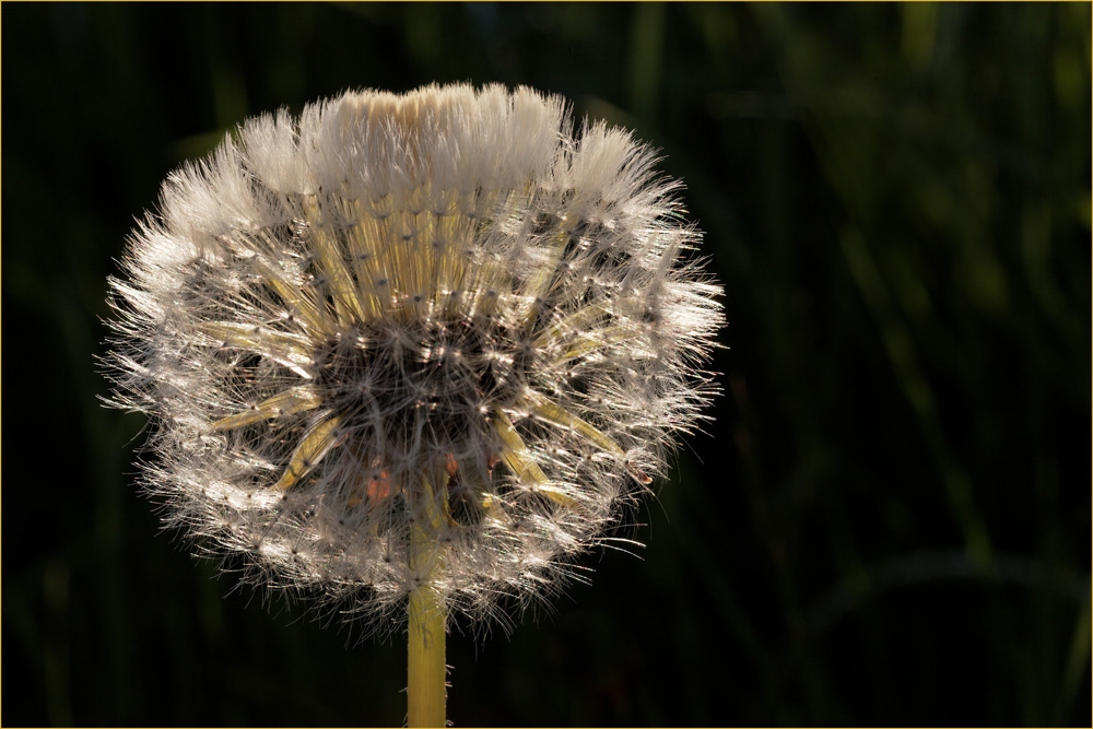 Bodensee-Pusteblume