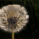 Bodensee-Pusteblume