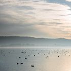 Bodensee, Radolfzell