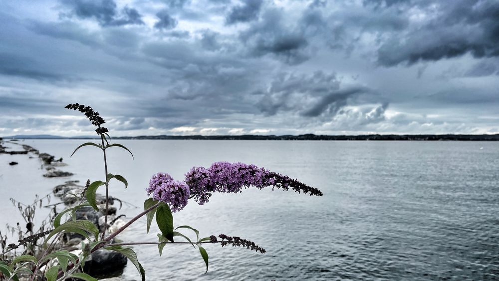 Bodensee Rheinmündung