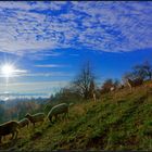 Bodensee Schafe Herbst 2015