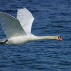 Bodensee-Schau-Mich-An-Schwan