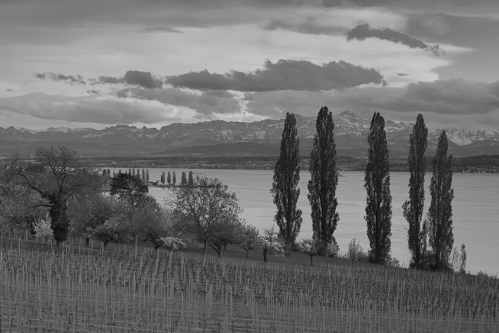 Bodensee schwarz-weiss