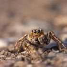 Bodensee - Springspinne