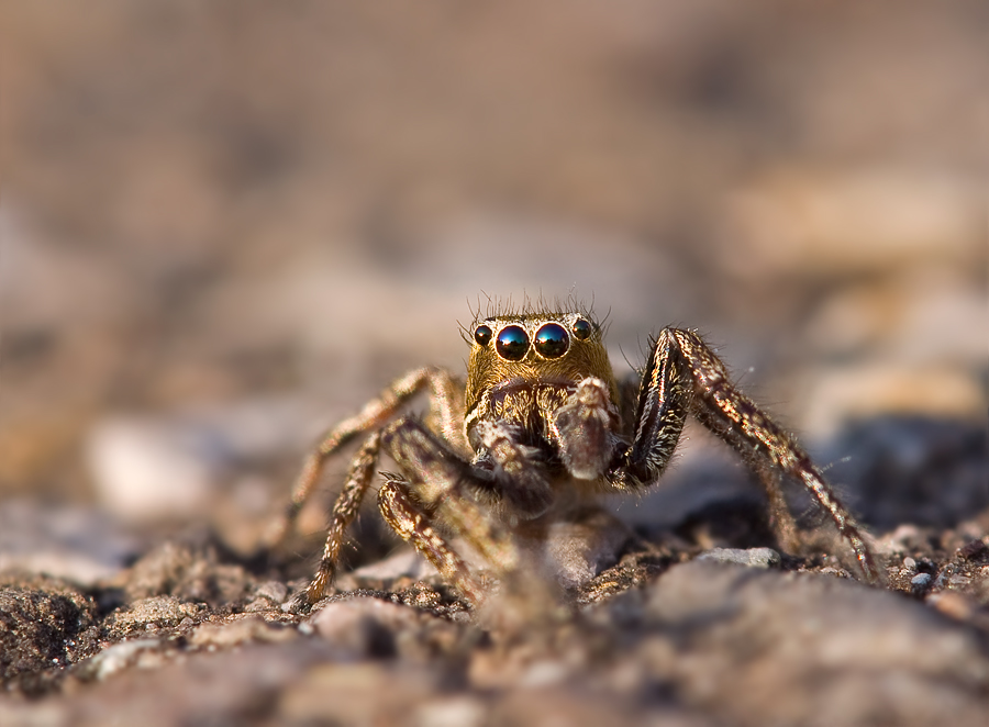 Bodensee - Springspinne