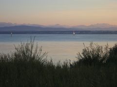 Bodensee Szene mit Fischreiher bei Immenstaad