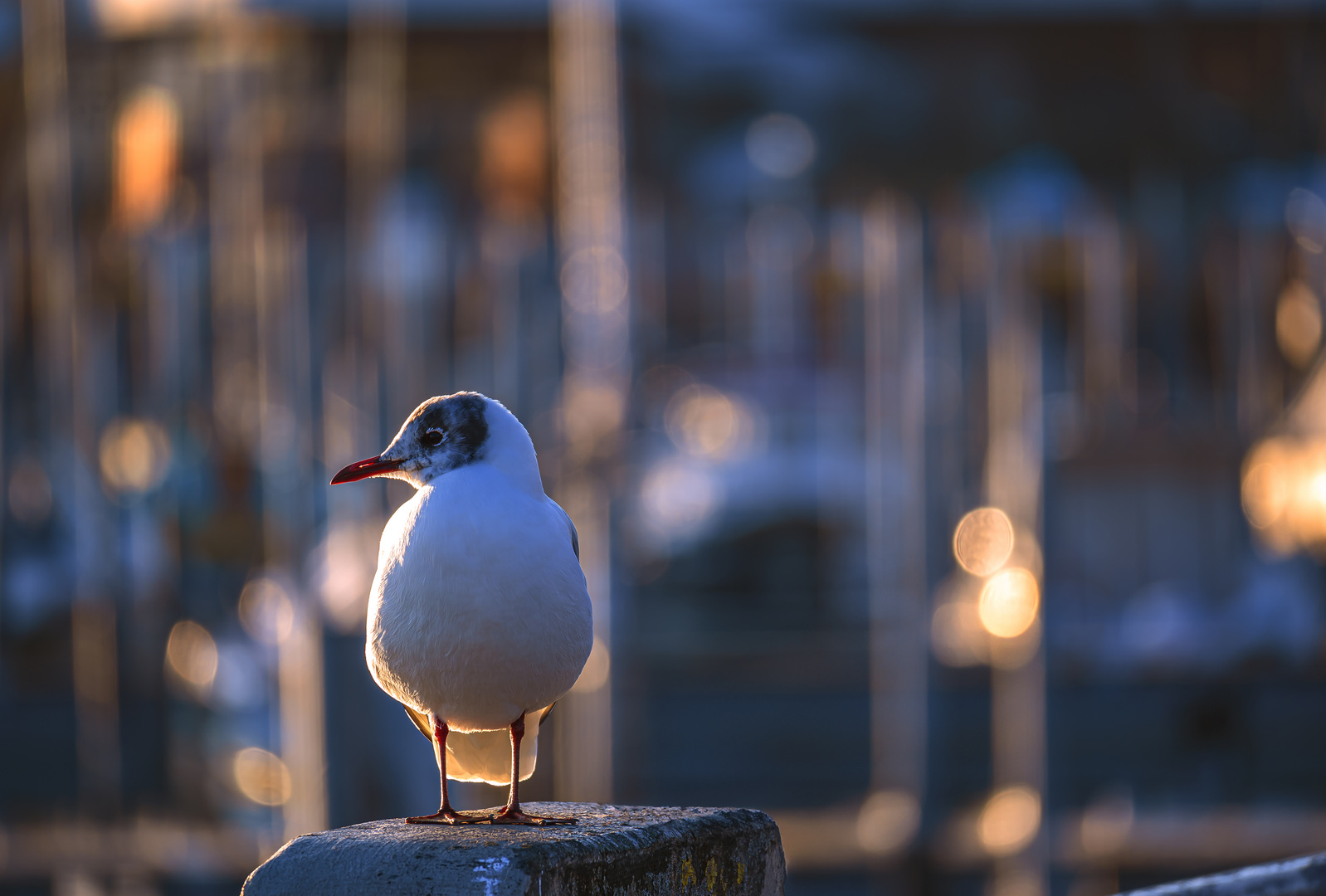 BODENSEE : TIERISCHE ABENDSTIMMUNG