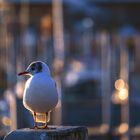 BODENSEE : TIERISCHE ABENDSTIMMUNG