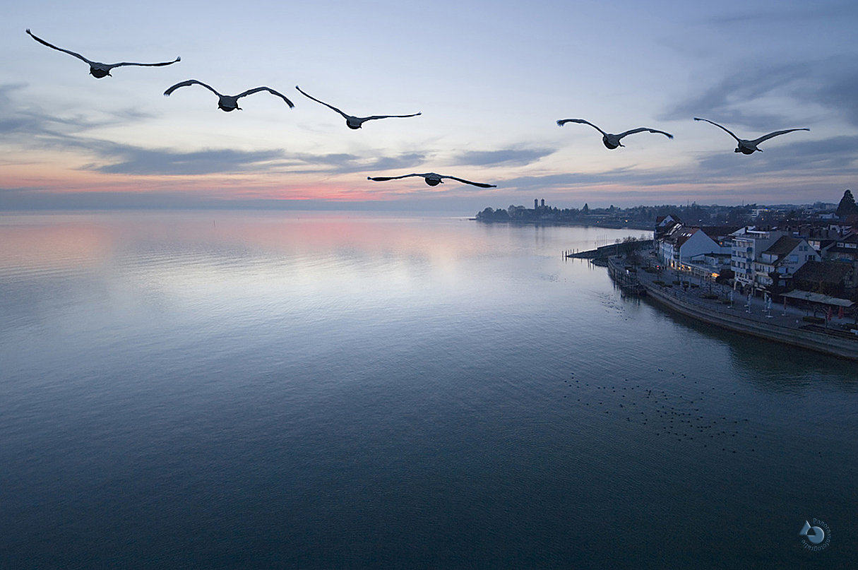 Bodensee und Schwäne