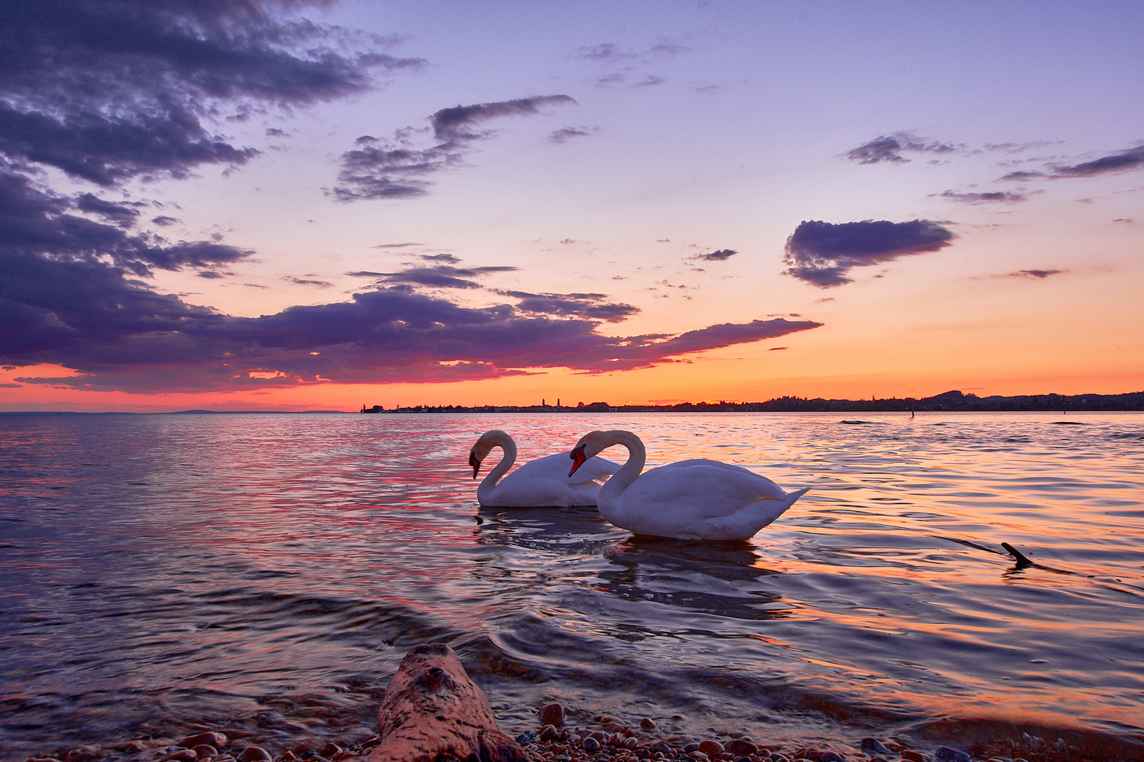 Bodensee und Schwäne