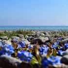 Bodensee Vergissmeinnicht