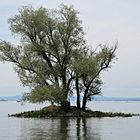 Bodensee-Vorarlberg Einsame Insel