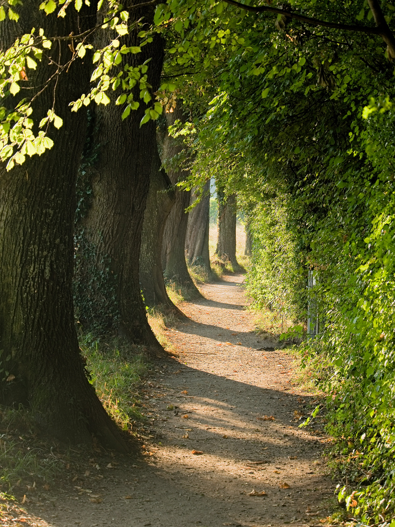 Bodensee - Wanderweg Hagnau nach Immenstaad