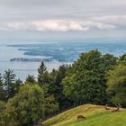 Bodenseeblick vom Pfänder