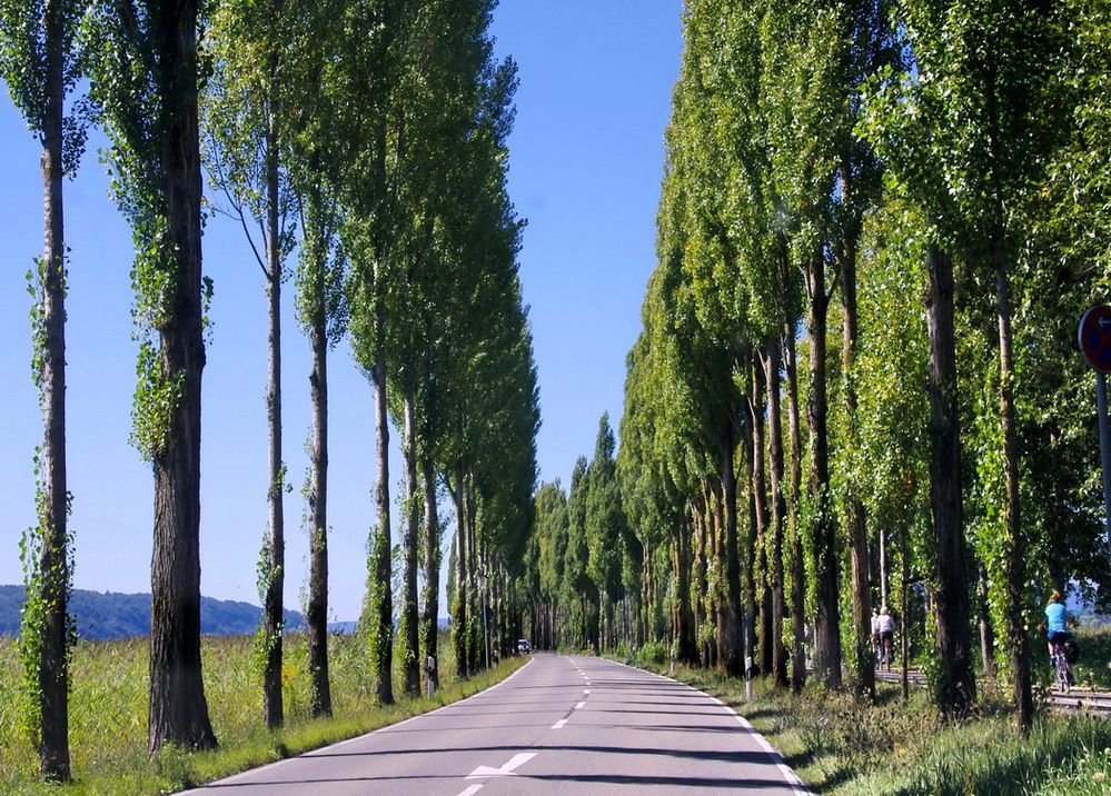 Bodenseeinsel Reichenau, Pappelallee