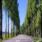 Bodenseeinsel Reichenau, Pappelallee