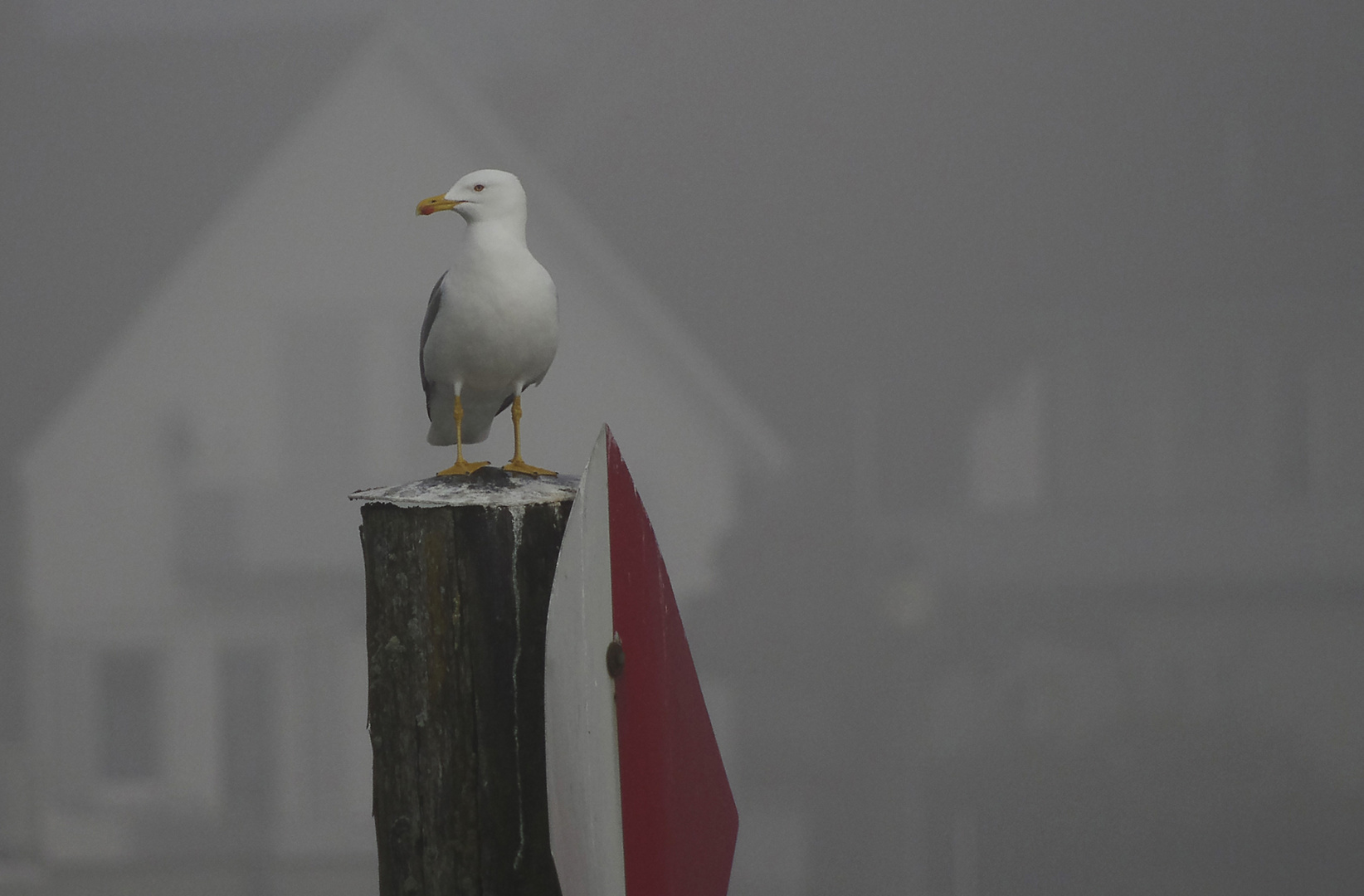 Bodenseemöwe im Nebel