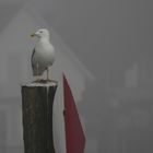 Bodenseemöwe im Nebel