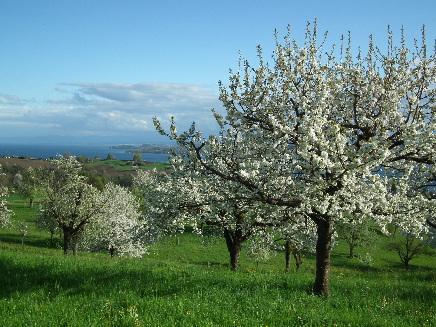 Bodenseeobstblüte