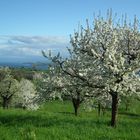 Bodenseeobstblüte