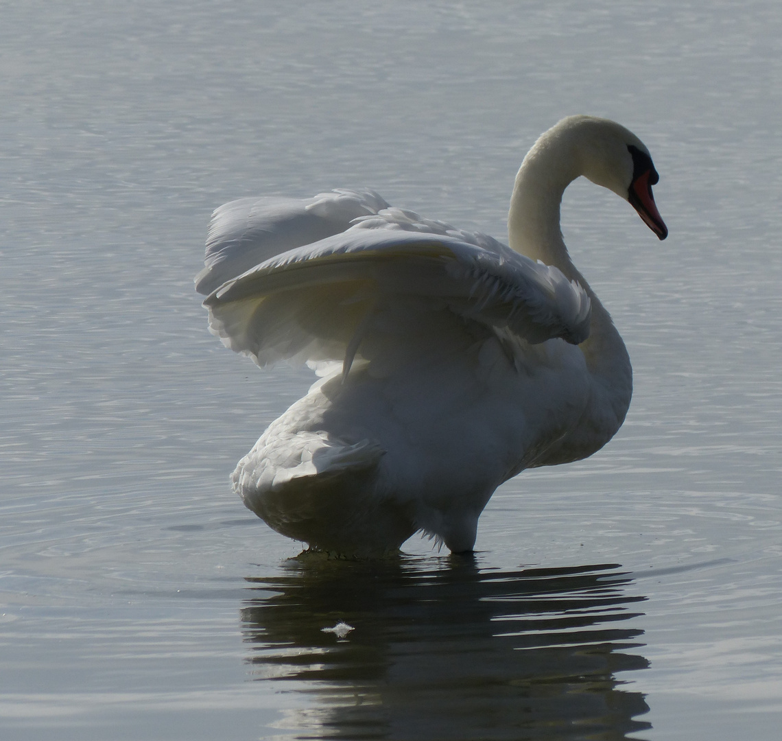 Bodenseeschwan