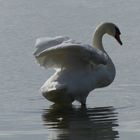 Bodenseeschwan